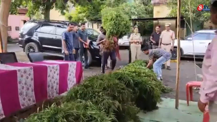 ఆసిఫాబాద్ జిల్లా జైనూర్‌లో భారీ గంజాయి పట్టివేత: రూ.1.54 కోట్ల విలువైన మొక్కలు సీజ్
